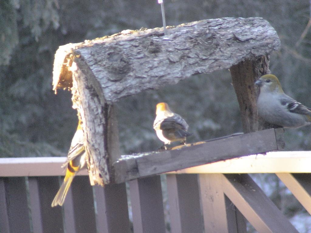 Redwood Meadows Bed And Breakfast Bragg Creek Exteriör bild